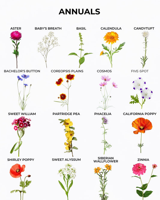 Annual wildflower varieties included in pollinator seed mix
