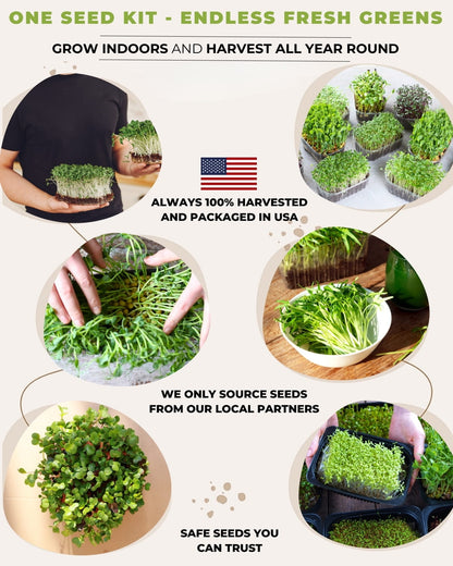 microgreens growing indoors year round