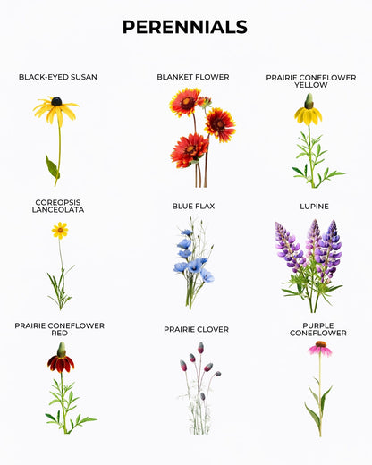 Perennial wildflower varieties included in pollinator seed mix