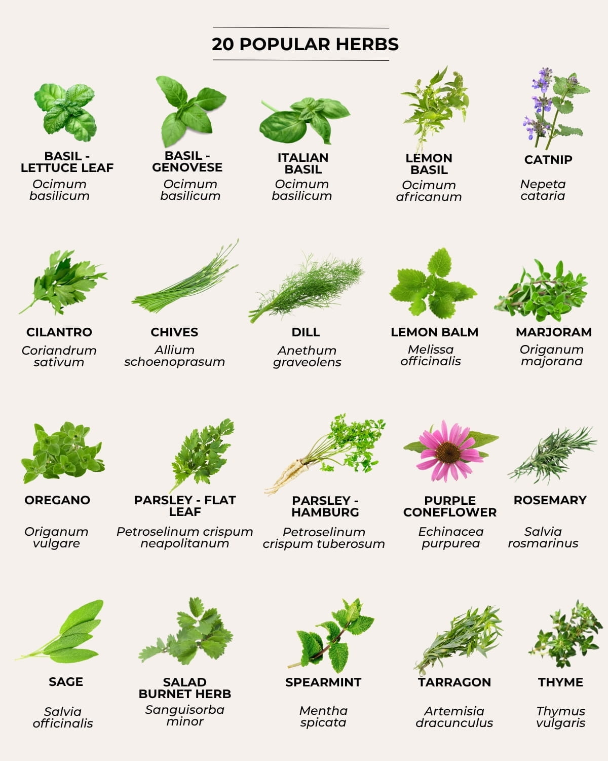 herb varieties chart